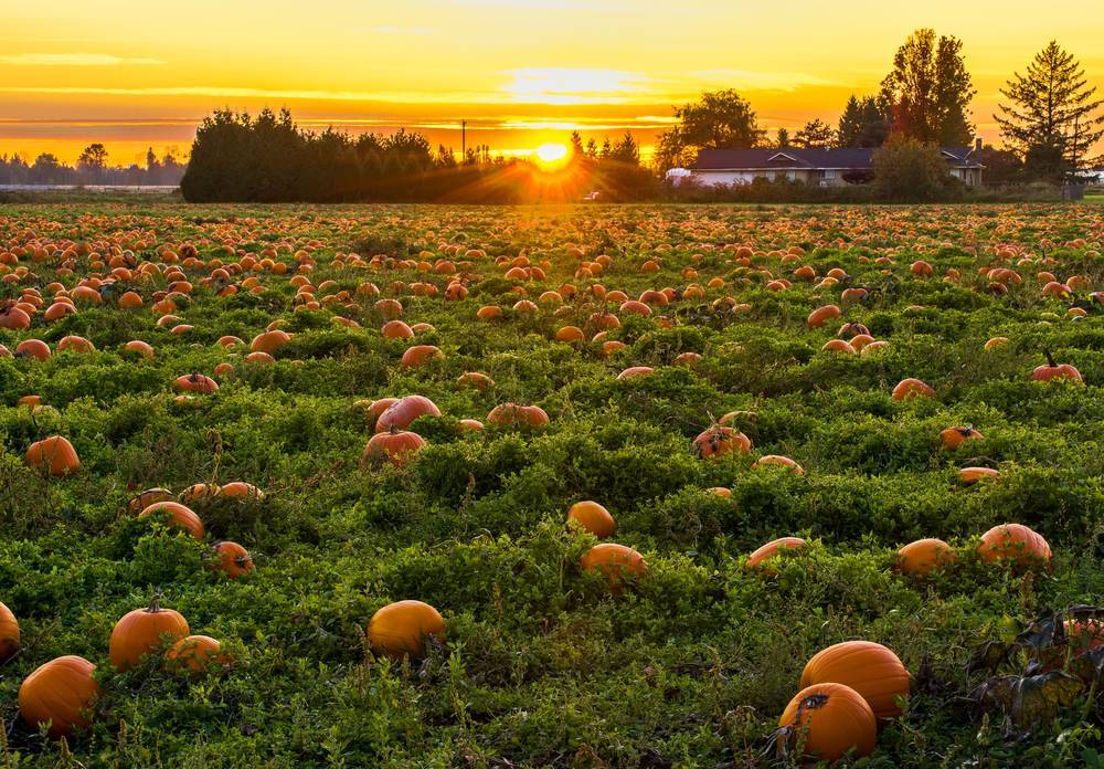 pumpkins in a field